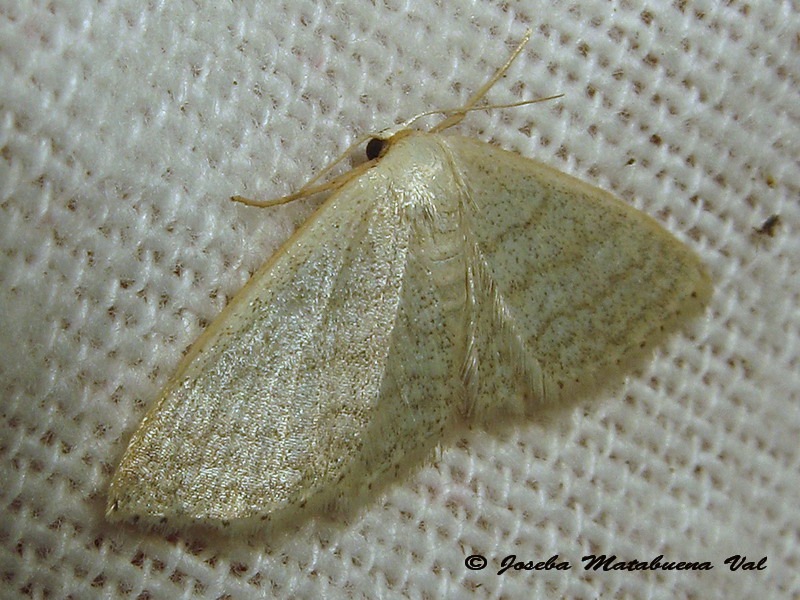 Idaea sp. - Geometridae: cfr. Scopula (Calothysanis) minorata